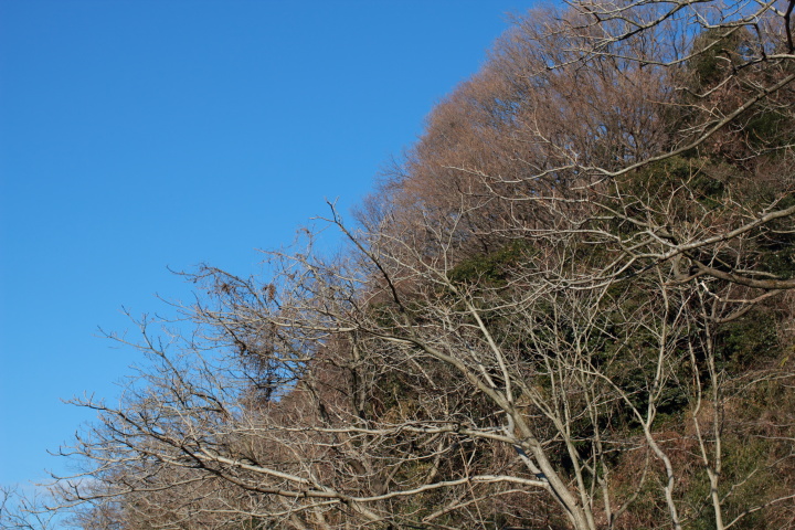 Canon EOS 60D + Canon EF35mm F2 「ピクチャースタイル：ポートレート」